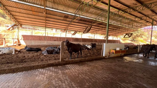 FAZENDA 657 HECTARES – PRÓXIMO Á TEOFILO OTONI