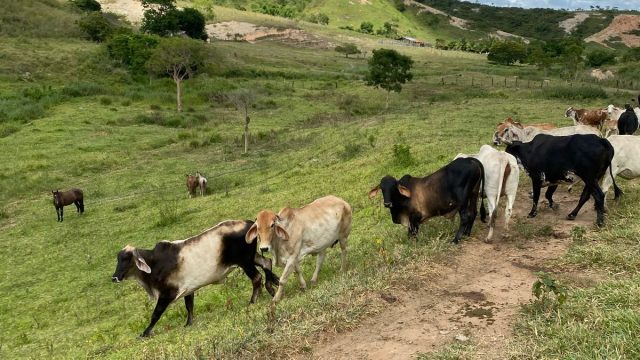 FAZENDA 120 ALQUEIRES – CAMPANÁRIO MG