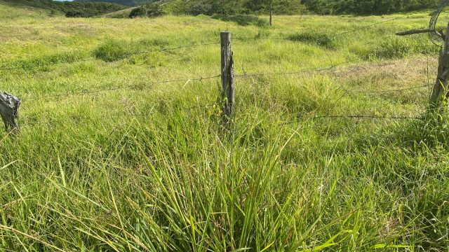 FAZENDA 120 ALQUEIRES – CAMPANÁRIO MG