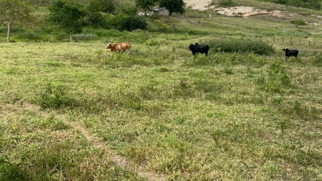 FAZENDA 120 ALQUEIRES – CAMPANÁRIO MG