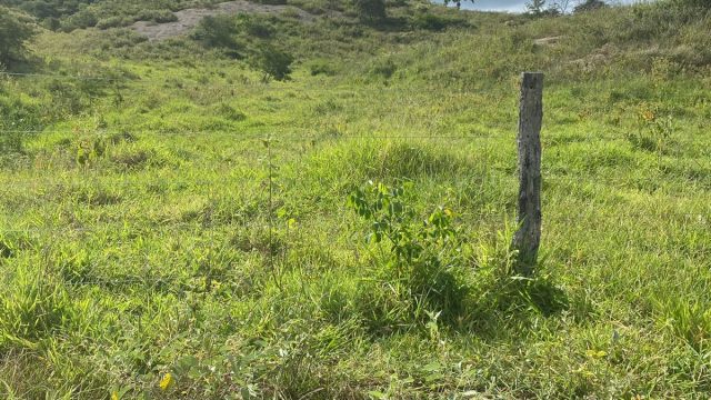 FAZENDA 120 ALQUEIRES – CAMPANÁRIO MG