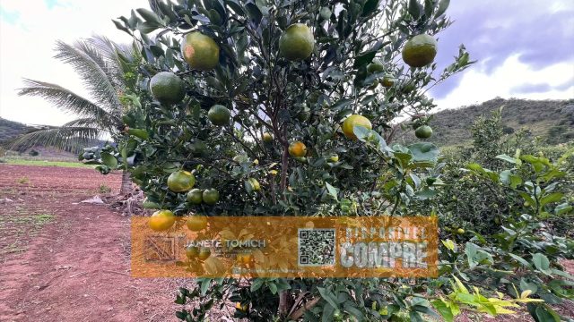 FAZENDA 14 ALQUEIRES – 25 KM DE ITAMBACURI – R$ 2.800.000,00