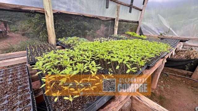 FAZENDA 14 ALQUEIRES – 25 KM DE ITAMBACURI – R$ 2.800.000,00