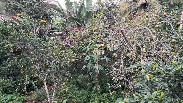 SÍTIO 16 ALQUEIRES – 77,44 HA –  ITAMBACURI MG – R$ 2.280.000,00