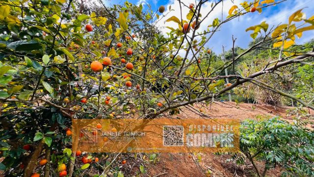 SÍTIO 05 ALQUEIRES – 12 KM DE TEÓFILO OTONI R$ 600.000,00