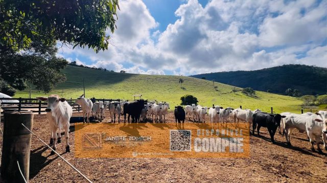 FAZENDA LUXO -164 HECTARES – 30 KM DE TEÓFILO OTONI R$ 4.080.000,00