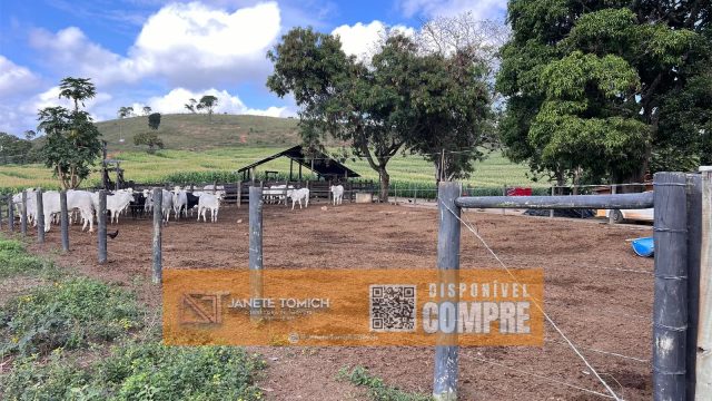 FAZENDA LUXO -164 HECTARES – 30 KM DE TEÓFILO OTONI R$ 4.080.000,00