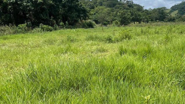 FAZENDA 145 HECTARES-25 KM DE TEÓFILO OTONI – R$ 3.000.000,00