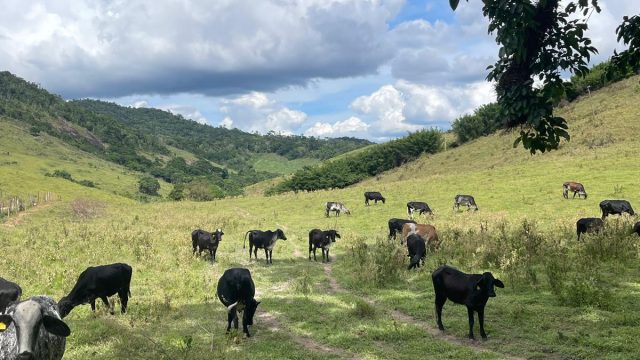 FAZENDA 145 HECTARES-25 KM DE TEÓFILO OTONI – R$ 3.000.000,00