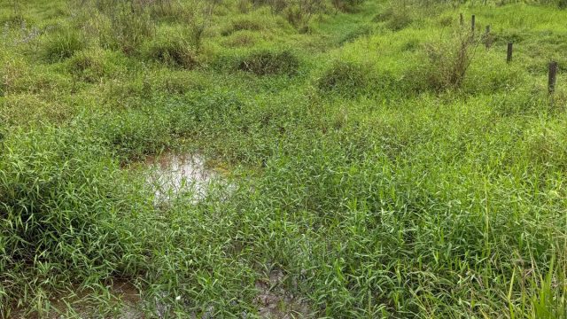 FAZENDA 548 HA – FREI GASPAR – R$ 9.600.000,00