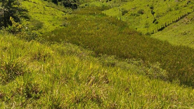 EXCELENTE FAZENDA DE 37,5 ALQUEIRÃO – ITAMARAJÚ – BA – R$ 24.375.000,00