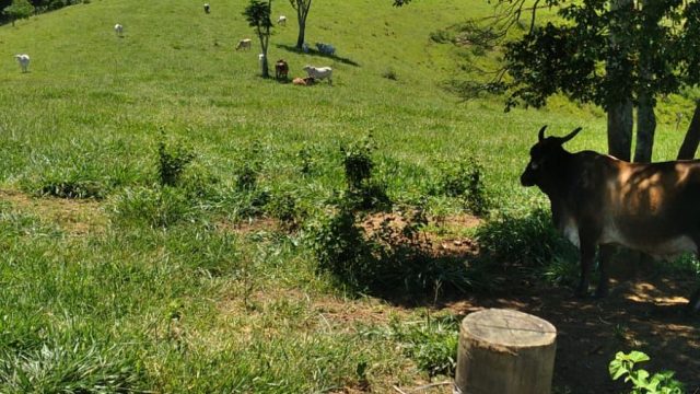 EXCELENTE FAZENDA DE 37,5 ALQUEIRÃO – ITAMARAJÚ – BA – R$ 24.375.000,00