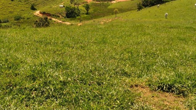 EXCELENTE FAZENDA DE 37,5 ALQUEIRÃO – ITAMARAJÚ – BA – R$ 24.375.000,00