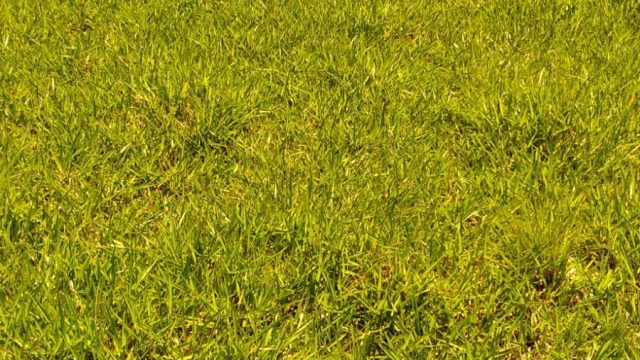 EXCELENTE FAZENDA DE 37,5 ALQUEIRÃO – ITAMARAJÚ – BA – R$ 24.375.000,00