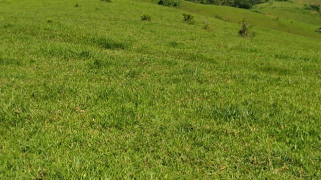 EXCELENTE FAZENDA DE 37,5 ALQUEIRÃO – ITAMARAJÚ – BA – R$ 24.375.000,00