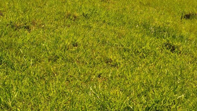 EXCELENTE FAZENDA DE 37,5 ALQUEIRÃO – ITAMARAJÚ – BA – R$ 24.375.000,00