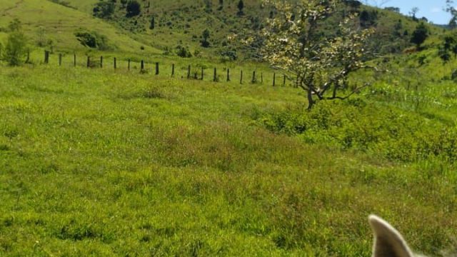 EXCELENTE FAZENDA DE 37,5 ALQUEIRÃO – ITAMARAJÚ – BA – R$ 24.375.000,00