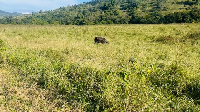 FAZENDA 21 ALQUEIRES – NOVO HORIENTE MG – R$ 1.900.000,00