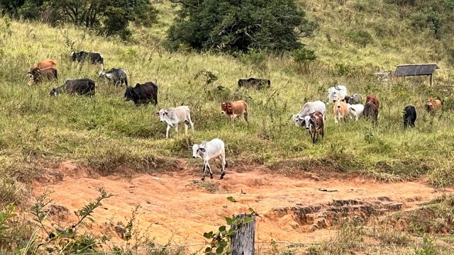 FAZENDA 40 ALQ.28 MINUT.TEÓFILO OTONI – R$ 3.200.000,00