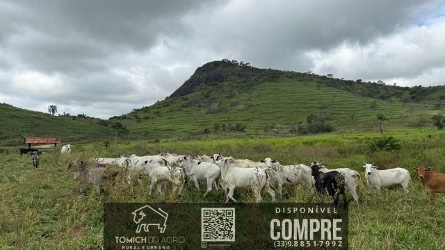 EXCELENTE FAZENDA 34 ALQ. TEÓFILO OTONI – R$ 4.200.000,00