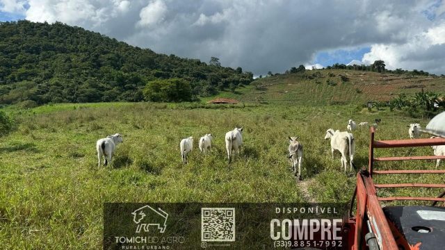 EXCELENTE FAZENDA 34 ALQ. TEÓFILO OTONI – R$ 4.200.000,00