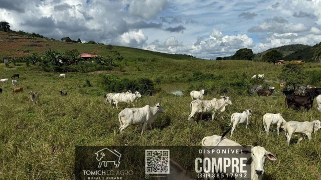 EXCELENTE FAZENDA 34 ALQ. TEÓFILO OTONI – R$ 4.200.000,00